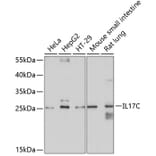 Western Blot - Anti-IL-17C Antibody (A13005) - Antibodies.com