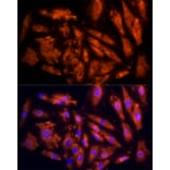 Immunofluorescence - Anti-IL-17C Antibody (A13005) - Antibodies.com