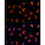 Immunofluorescence - Anti-IL-17C Antibody (A13005) - Antibodies.com