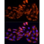 Immunofluorescence - Anti-IL-17C Antibody (A13005) - Antibodies.com