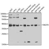 Western Blot - Anti-G protein beta subunit like/GBL Antibody (A13006) - Antibodies.com