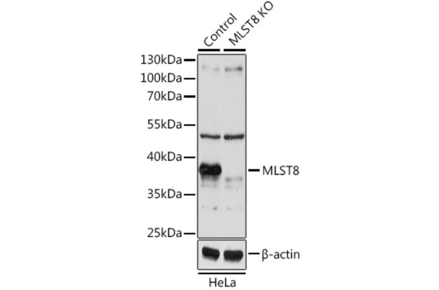 Western Blot - Anti-G protein beta subunit like/GBL Antibody (A13006) - Antibodies.com