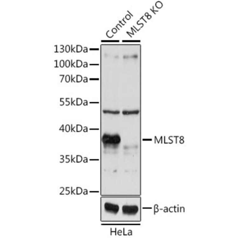 Western Blot - Anti-G protein beta subunit like/GBL Antibody (A13006) - Antibodies.com