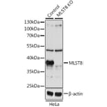Western Blot - Anti-G protein beta subunit like/GBL Antibody (A13006) - Antibodies.com