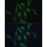 Immunofluorescence - Anti-SRPRB Antibody (A13007) - Antibodies.com