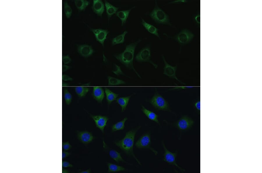 Immunofluorescence - Anti-SRPRB Antibody (A13007) - Antibodies.com