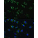 Immunofluorescence - Anti-SRPRB Antibody (A13007) - Antibodies.com