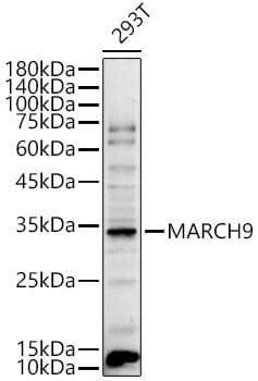 Western blot analysis of extracts of various cell lines, using Anti-MARCH9 Antibody (A10596) at 1:1,000 dilution.
Secondary antibody: Goat Anti-Rabbit IgG (H+L) (HRP) (AS014) at 1:10,000 dilution.
Lysates / proteins: 25µg per lane.
Blocking buffer: 3% non-fat dry milk in TBST.
Detection: ECL Basic Kit (RM00020).
Exposure time: 5s.