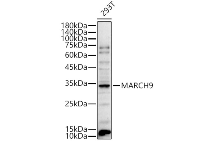 Western Blot - Anti-MARCHF9 Antibody (A13008) - Antibodies.com