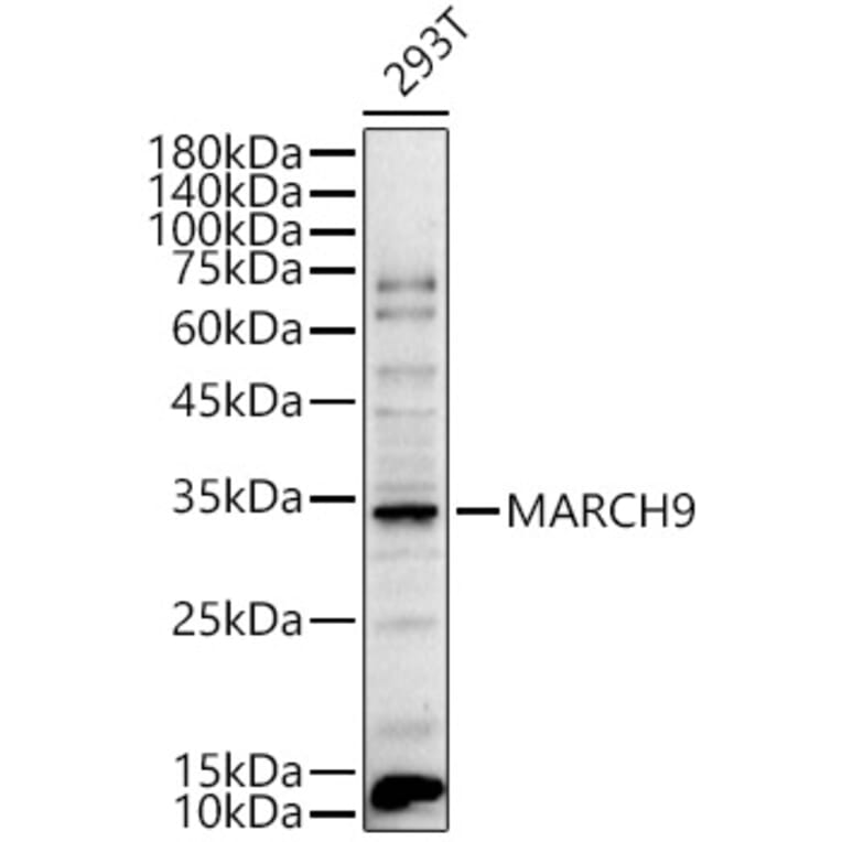 Western Blot - Anti-MARCHF9 Antibody (A13008) - Antibodies.com