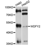 Western Blot - Anti-WDFY2 Antibody (A10598) - Antibodies.com