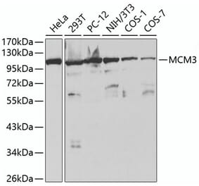 Western Blot - Anti-MCM3 Antibody (A13011) - Antibodies.com