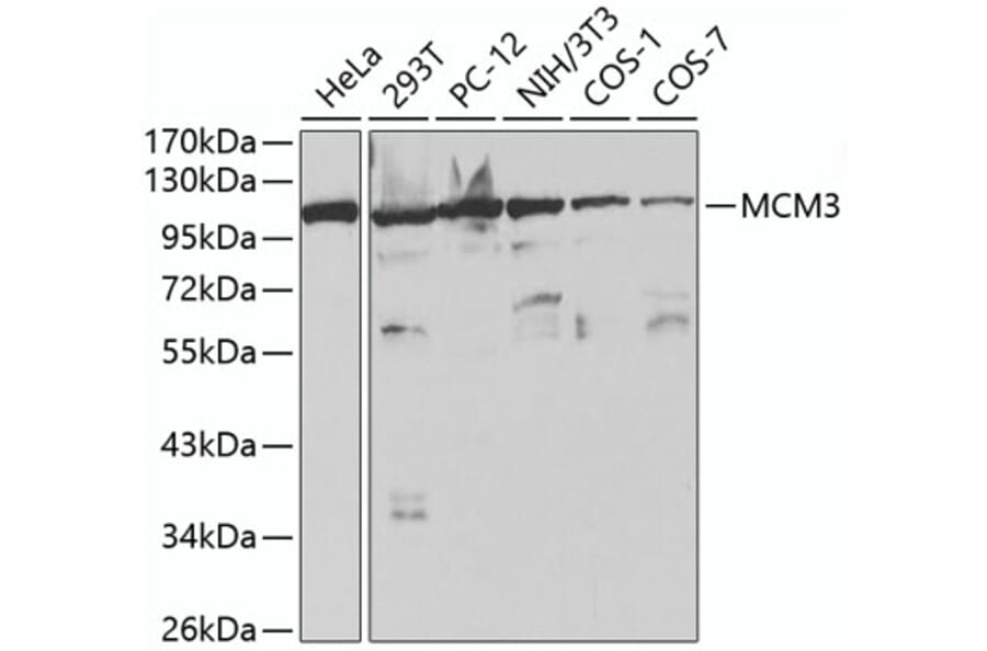Western Blot - Anti-MCM3 Antibody (A13011) - Antibodies.com