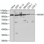 Western Blot - Anti-MCM3 Antibody (A13011) - Antibodies.com