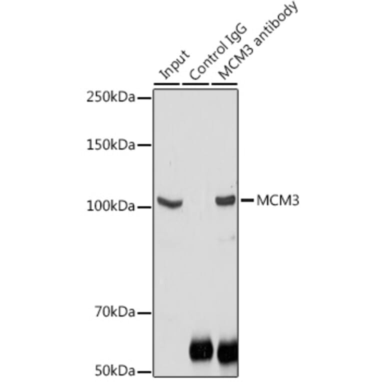 Western Blot - Anti-MCM3 Antibody (A13011) - Antibodies.com