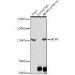 Western Blot - Anti-MCM3 Antibody (A13011) - Antibodies.com