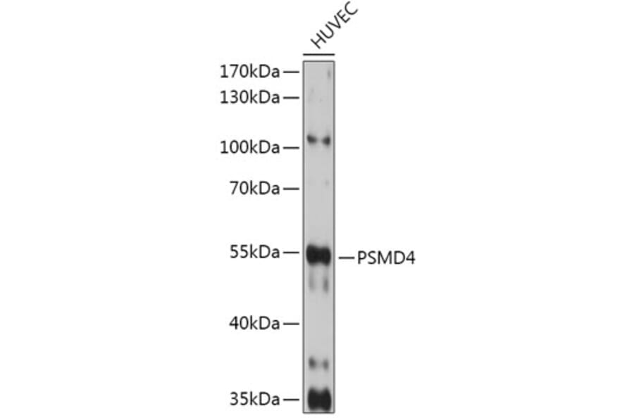 Western Blot - Anti-Proteasome 19S S5A/ASF Antibody (A13015) - Antibodies.com