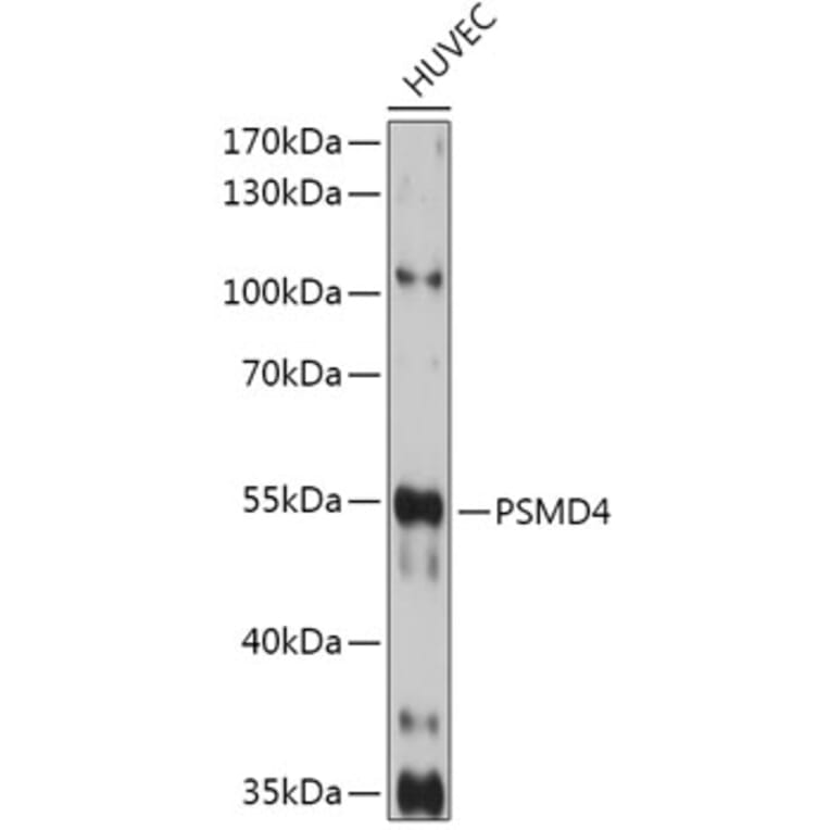 Western Blot - Anti-Proteasome 19S S5A/ASF Antibody (A13015) - Antibodies.com