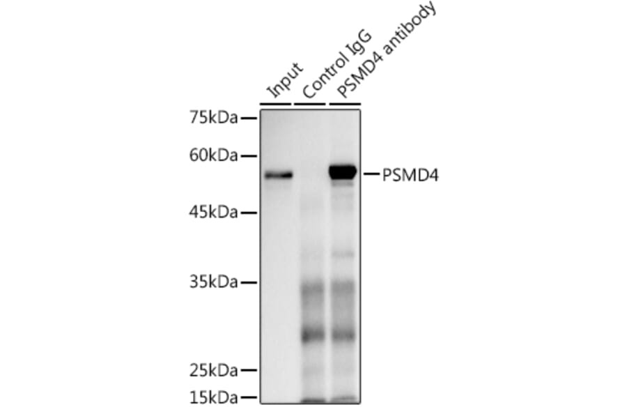 Western Blot - Anti-Proteasome 19S S5A/ASF Antibody (A13015) - Antibodies.com