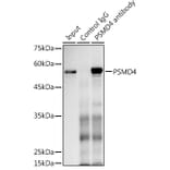 Western Blot - Anti-Proteasome 19S S5A/ASF Antibody (A13015) - Antibodies.com