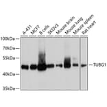 Western Blot - Anti-TUBG1 Antibody (A10611) - Antibodies.com