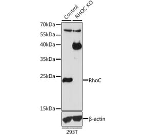 Western Blot - Anti-RhoC Antibody (A13018) - Antibodies.com