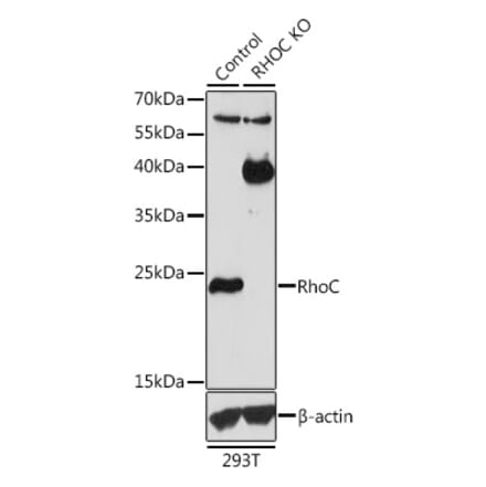 Western Blot - Anti-RhoC Antibody (A13018) - Antibodies.com