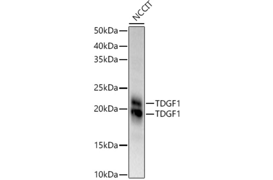 Western Blot - Anti-Cripto1/CRIPTO Antibody (A13021) - Antibodies.com