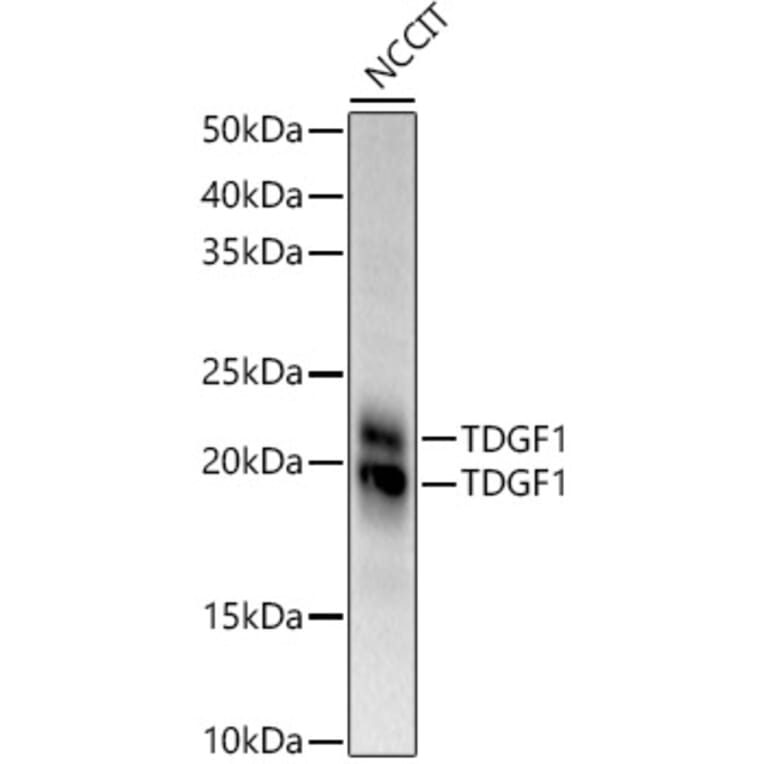 Western Blot - Anti-Cripto1/CRIPTO Antibody (A13021) - Antibodies.com