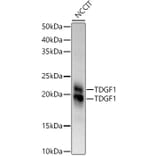 Western Blot - Anti-Cripto1/CRIPTO Antibody (A13021) - Antibodies.com