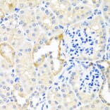 Immunohistochemistry - Anti-Cripto1/CRIPTO Antibody (A13021) - Antibodies.com