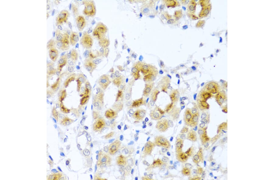 Immunohistochemistry - Anti-Cripto1/CRIPTO Antibody (A13021) - Antibodies.com