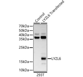Western Blot - Anti-LYZL6 Antibody (A13023) - Antibodies.com