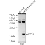 Western Blot - Anti-LYZL6 Antibody (A13023) - Antibodies.com