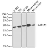 Western Blot - Anti-AKR1A1 Antibody (A13024) - Antibodies.com