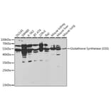Western Blot - Anti-Glutathione Synthetase Antibody (A13026) - Antibodies.com