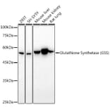 Western Blot - Anti-Glutathione Synthetase Antibody (A13026) - Antibodies.com