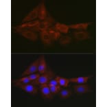 Immunofluorescence - Anti-Glutathione Synthetase Antibody (A13026) - Antibodies.com
