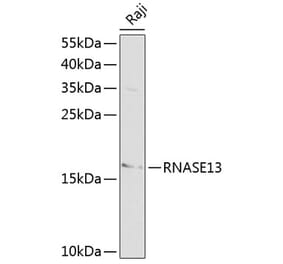 Western Blot - Anti-RNASE13 Antibody (A13031) - Antibodies.com