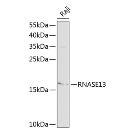 Western Blot - Anti-RNASE13 Antibody (A13031) - Antibodies.com