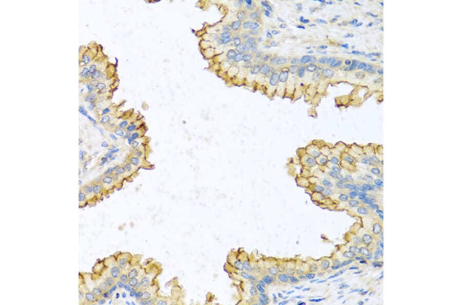 Immunohistochemistry - Anti-RNASE13 Antibody (A1073) - Antibodies.com