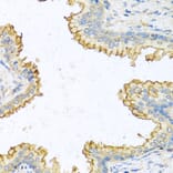 Immunohistochemistry - Anti-RNASE13 Antibody (A1073) - Antibodies.com