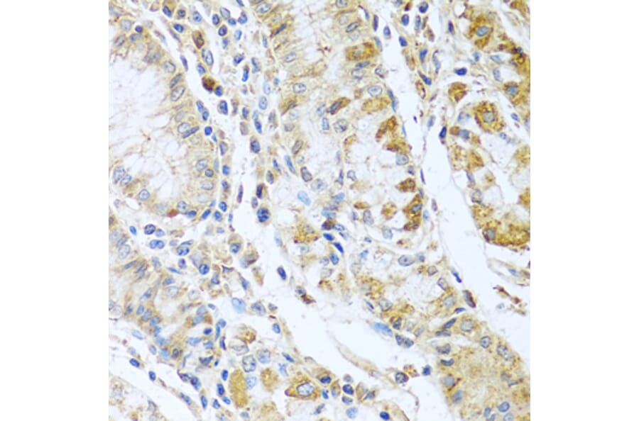 Immunohistochemistry - Anti-RNASE13 Antibody (A1073) - Antibodies.com