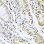 Immunohistochemistry - Anti-RNASE13 Antibody (A1073) - Antibodies.com