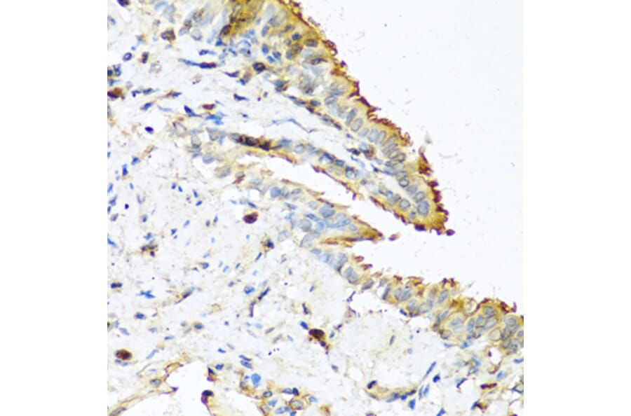Immunohistochemistry - Anti-RNASE13 Antibody (A1073) - Antibodies.com