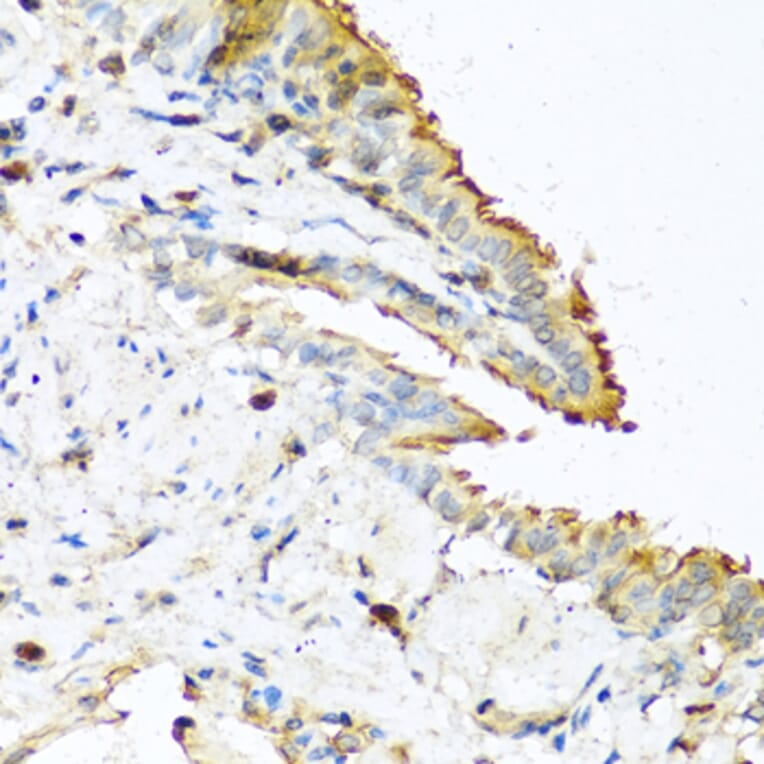 Immunohistochemistry - Anti-RNASE13 Antibody (A1073) - Antibodies.com