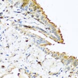 Immunohistochemistry - Anti-RNASE13 Antibody (A1073) - Antibodies.com