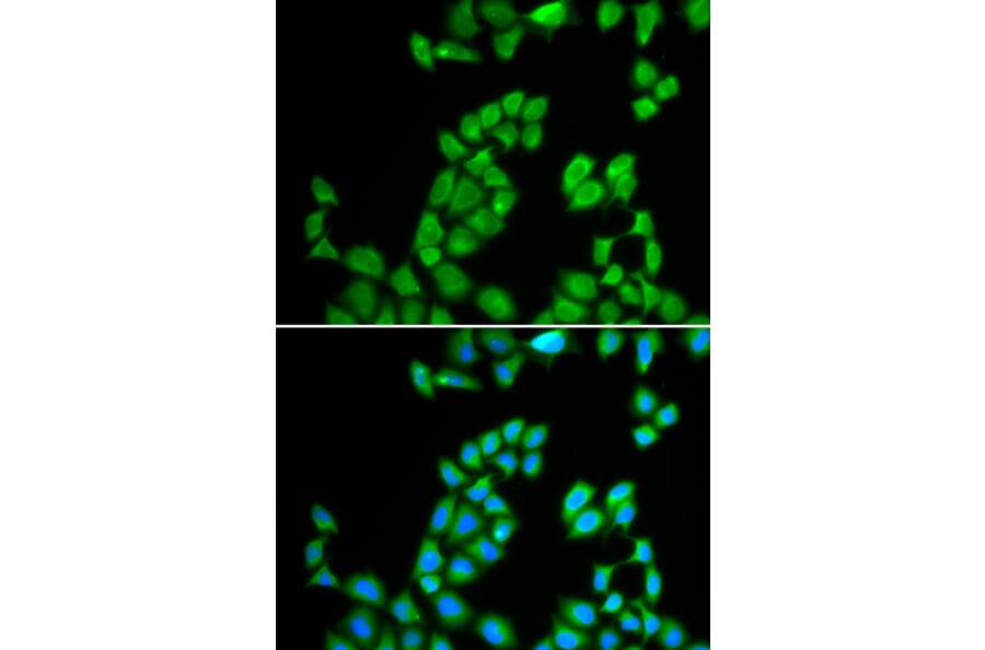 Immunofluorescence - Anti-RNASE13 Antibody (A1073) - Antibodies.com
