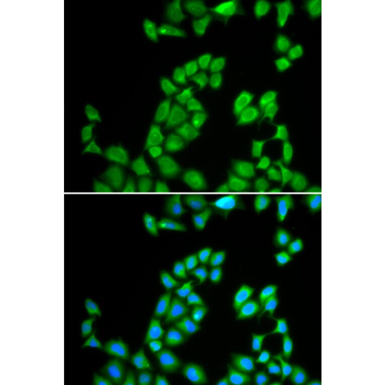 Immunofluorescence - Anti-RNASE13 Antibody (A1073) - Antibodies.com