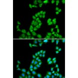 Immunofluorescence - Anti-RNASE13 Antibody (A1073) - Antibodies.com
